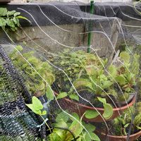 ハエトリソウ,食虫植物,遮光ネット,庭の画像