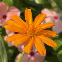 オレンジ色の花,#ガーデニング,エクステリアの画像