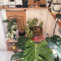 多肉植物,フィカス属,多肉男子, 斑入りモンステラ,屋上ガーデニングの画像
