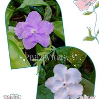 ニオイバンマツリ,匂蕃茉莉(ニオイバンマツリ),プランター植え,小さな庭から,ガーデニング初心者の画像