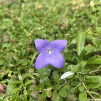 キキョウ,ヒメイワダレソウ,紫の花の画像