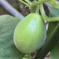 梨メロン,梨メロン,実生,種から,プランター栽培の画像