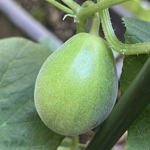 梨メロン,梨メロン,実生,種から,プランター栽培の画像