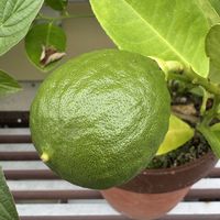 レモン,+安曇野の画像