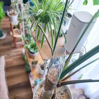 モンステラ,モンステラ デリシオーサ,モンステラ デリシオーサ タウエリー,観葉植物,気根の画像