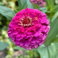 ジニア,花言葉,おひさまの画像