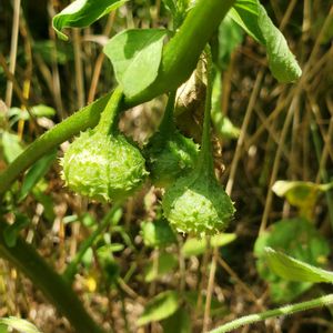 ヒロハフウリンホオズキ,イガホオズキ,山野草,自生,花のある暮らしの画像