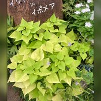 イソトマ,イポメア,日々草,昨年のこぼれ種,可愛いの画像