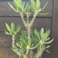 パキポディウム,パキポディウム・ホロンベンセ,多肉植物,塊根植物,コーデックスの画像