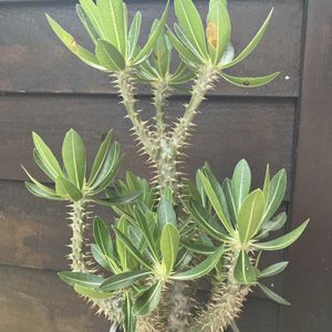 パキポディウム,パキポディウム・ホロンベンセ,多肉植物,塊根植物,コーデックスの画像