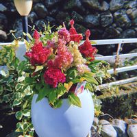 ケイトウ,ケイトウ,けいとう,けいとう,お花の画像