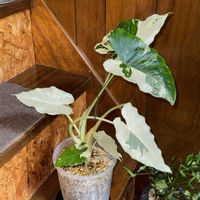 クワズイモ斑入り,観葉植物,植え替え,サトイモ 科,アロカシア属の画像