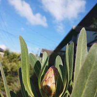 プロテア,プロテア スペシャルピンクアイス,プロテア ジュリエット,オージープランツ,aussie gardenの画像