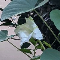 ヨルガオ,ユウガオの画像