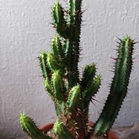 ユーフォルビア 紅彩閣,ユーフォルビア属,多肉植物,ユーフォルビア,緑のある暮らしの画像