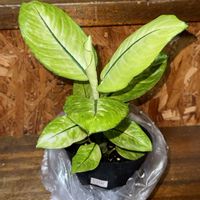 ディフェンバキア,ディフェンバキア・イエローマーシャ,観葉植物,お買い物,サトイモ 科の画像