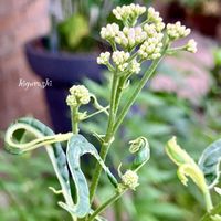 フジバカマ,斑入りフジバカマ,花のある暮らし,GSに感謝。,幸福の画像