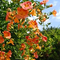 ノウゼンカズラ,ノウゼンカズラ (凌霄花),ノウゼンカズラ（凌霄花）,凌霄花（のうぜんかずら）,暑い夏の画像