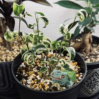 ベンジャミン・シタシオン,ベンジャミン・シタシオン,観葉植物の画像