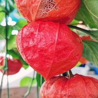 観葉植物,はなはな,花のある暮らし,花の写真,花のある生活の画像