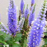 宿根リナリア,ベロニカ キャンデラ,夏の花,種まき,花のある暮らしの画像