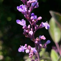 セイヨウニンジンボク,散歩,季節の花,季節の風物詩,四季の彩りの画像