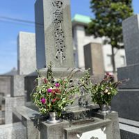 センニチコウ,ヒペリカム,ベロニカ,ムラサキ,EG料理の画像