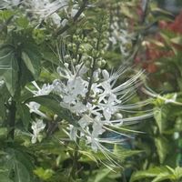 クルクマ,クルクマ,ネコノヒゲ,ネコノヒゲ,お花が好き♡の画像
