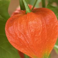 ホオズキ,鬼灯(ほおずき),鬼灯(ほおずき),鬼灯(ほおずき),鬼灯(ほおずき)の画像