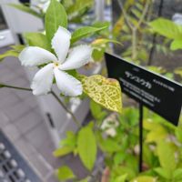 ジャスミン,サンユウカ(三友花),温室,東山植物園の画像
