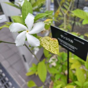 ジャスミン,サンユウカ(三友花),温室,東山植物園の画像