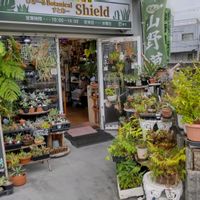 多肉植物,ウラボシ科,ビカクシダ属,食中植物,塊根の画像