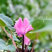 ガーデンシクラメン,癒しのお花,愛の花♡,ありがとうの花❣️の画像