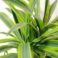 ドラセナ・コンシンネ,ドラセナ レモンライム,観葉植物,鉢植え,リビングの画像