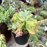 カランコエ,多肉植物の画像