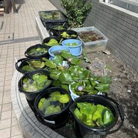 睡蓮,熱帯スイレン,熱帯睡蓮 ミロク,熱帯睡蓮 ミロク,熱帯スイレン リンジー・ウッズの画像