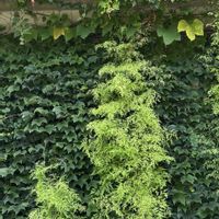 キャットテール,セージ,シダ,高性ペンタス パニックタワー,サルビアミックスの画像
