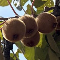 キウイ,食用,さんぽ,マタタビ科,中国原産の画像