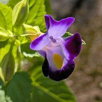 トレニア,お花,お出かけ先の画像