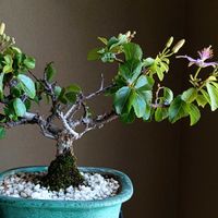 睡蓮木,コウライキジ,観葉植物,お花,ミニ盆栽の画像