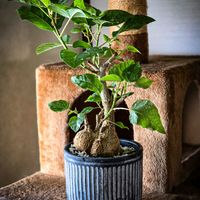 ゴムの木,フィカス,フィカス・パルメリー,塊根植物,コーデックスの画像