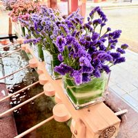 スターチス,ヤブミョウガ,ピラミッドアジサイ,ヤブミョウガの白い花,埼玉県　大宮氷川神社の画像