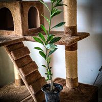 バオバブ,アダンソニア・ディギタータ,塊根植物,コーデックス,塊根の画像