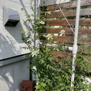 鉢植え,フロントガーデン,玄関アプローチの画像