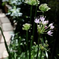 アリウム,地植え,ガーデニング,お気に入り♡,花のある暮らしの画像