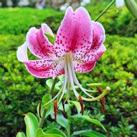 ホタルブクロ,オステオスペルマム,鹿の子ユリ,地植え,挿し木の画像