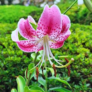 ホタルブクロ,オステオスペルマム,鹿の子ユリ,地植え,挿し木の画像