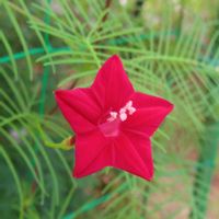 ルコウソウ,元気な花,暑さに負けるな,爽やかな花,真っ赤な火曜日の画像