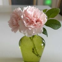 レモン,お庭,お花のある暮らし,ばら バラ 薔薇,被災地にエールを…。の画像