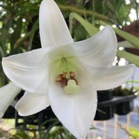 コンロンカ,デュランタ,ユリ,紫陽花 アジサイ あじさいの画像